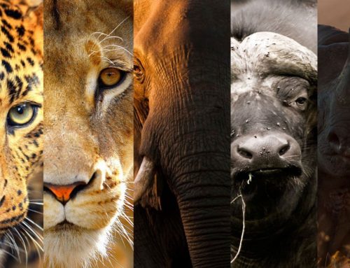 Nature & Wildlife Areas